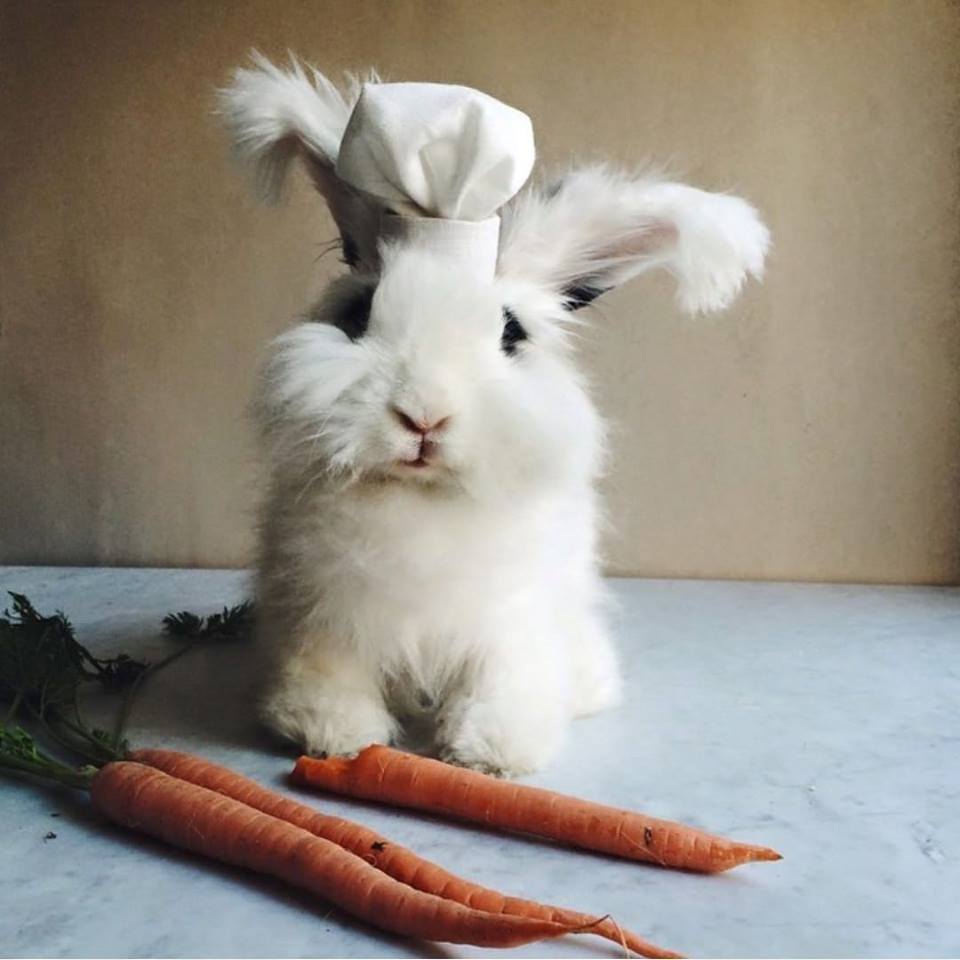 Only bunny. Смешные кролики. Смешной заяц. Креативный кролик. Забавные зайцы.